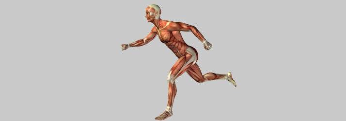 Anatomical illustration of a human figure in a running posture, highlighting the muscular system and skeletal structure.