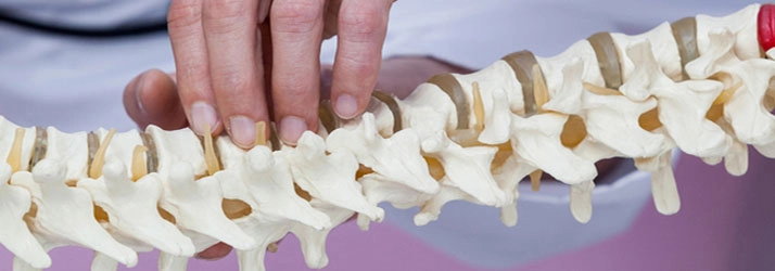 A close-up of a model spine being held by a professional, illustrating spinal structure and alignment.